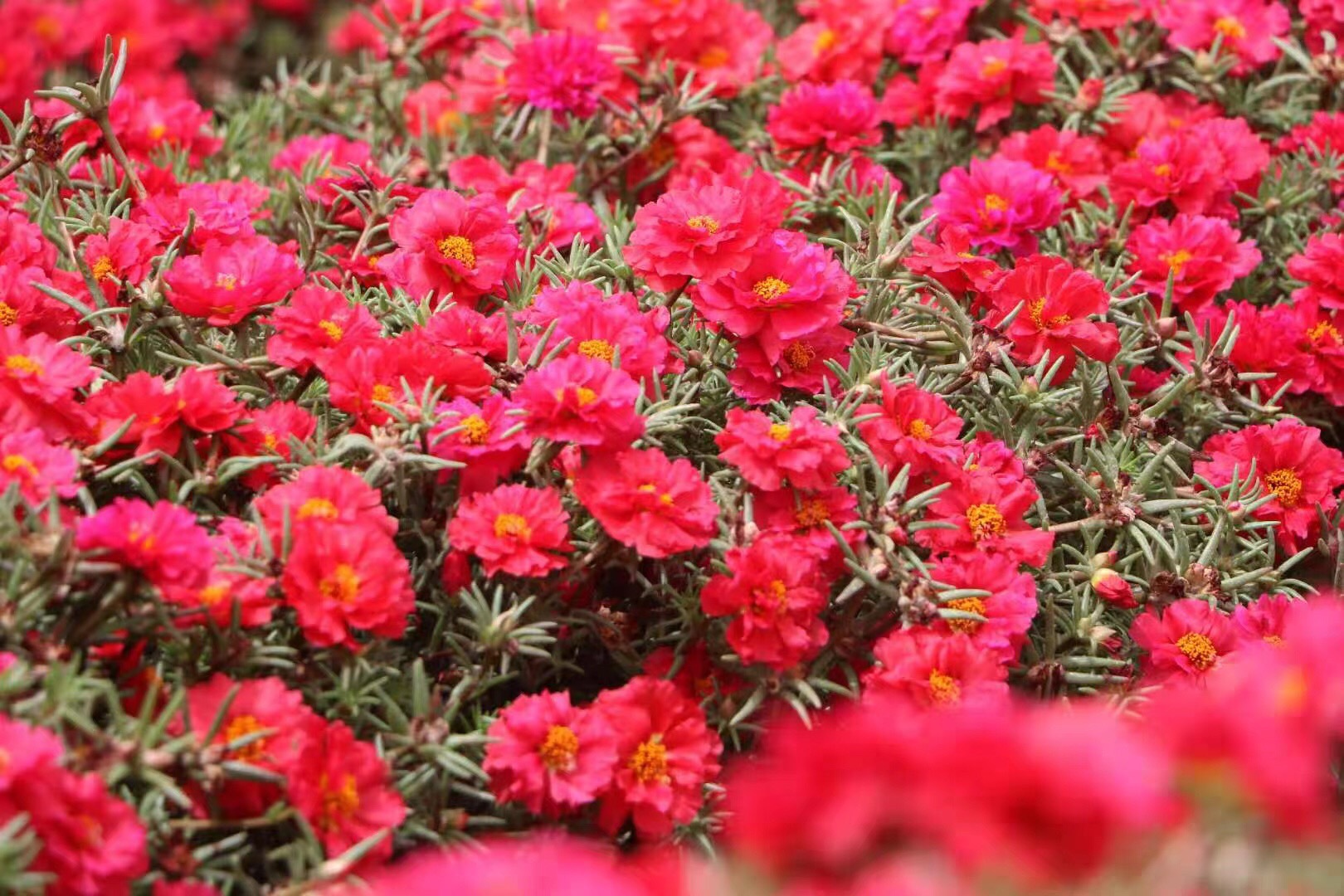 重瓣太阳花籽松叶牡丹庭院七彩阔叶太阳花四季种室外死不了花种子