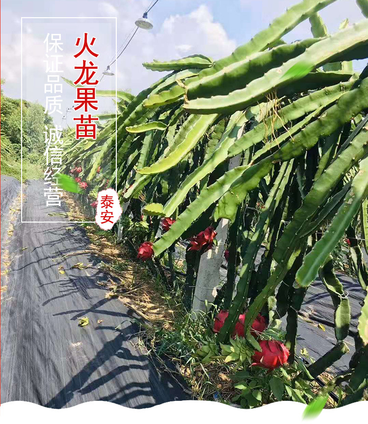 红肉火龙果苗盆栽 果树苗 红心火龙果树苗南北方四季种植当年结果