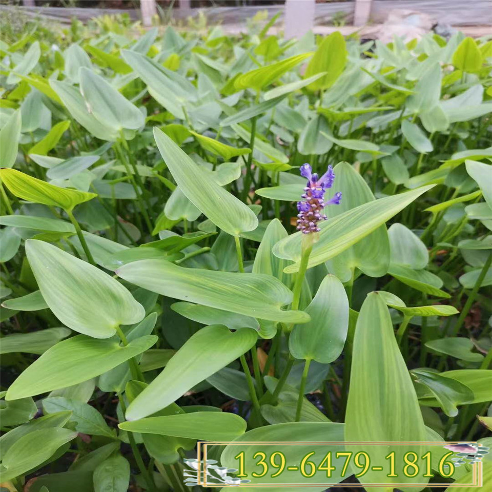 大量批发各规格大杯再力花价格优惠花期长再力花种苗