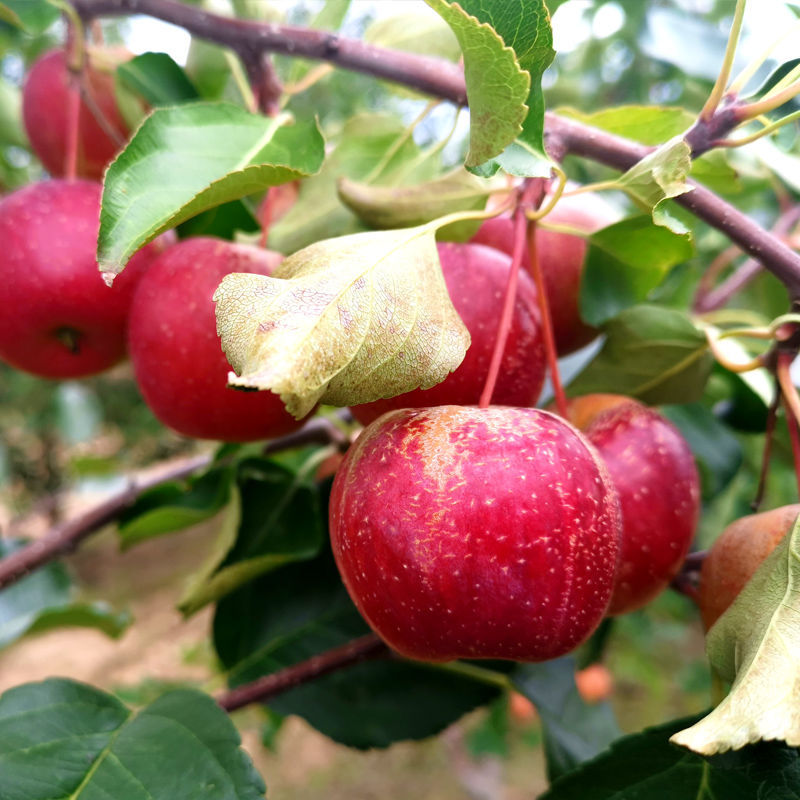 包邮东北龙丰果大秋果小苹果沙果新鲜应季非海棠果现摘水果酸甜脆