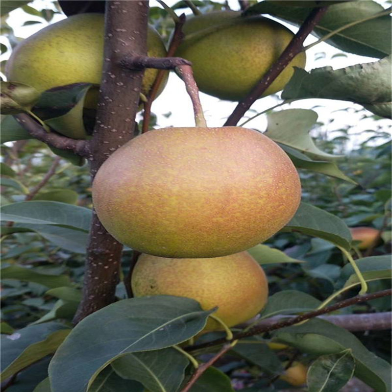 新品种梨树苗 新梨7号梨树苗 口感酥脆爽口 皮薄丰产