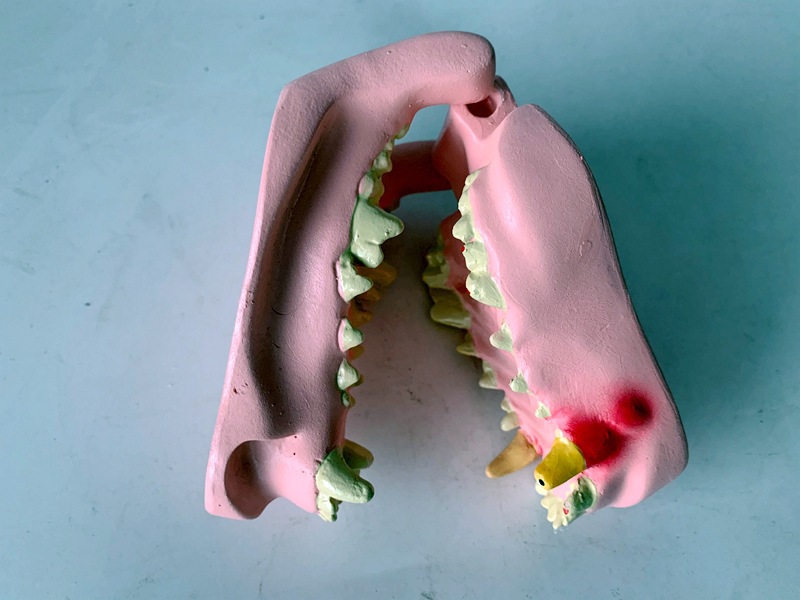 狗病理牙齿模型 犬牙齿模型 宠物教学演示模型 犬病变牙犬牙口腔