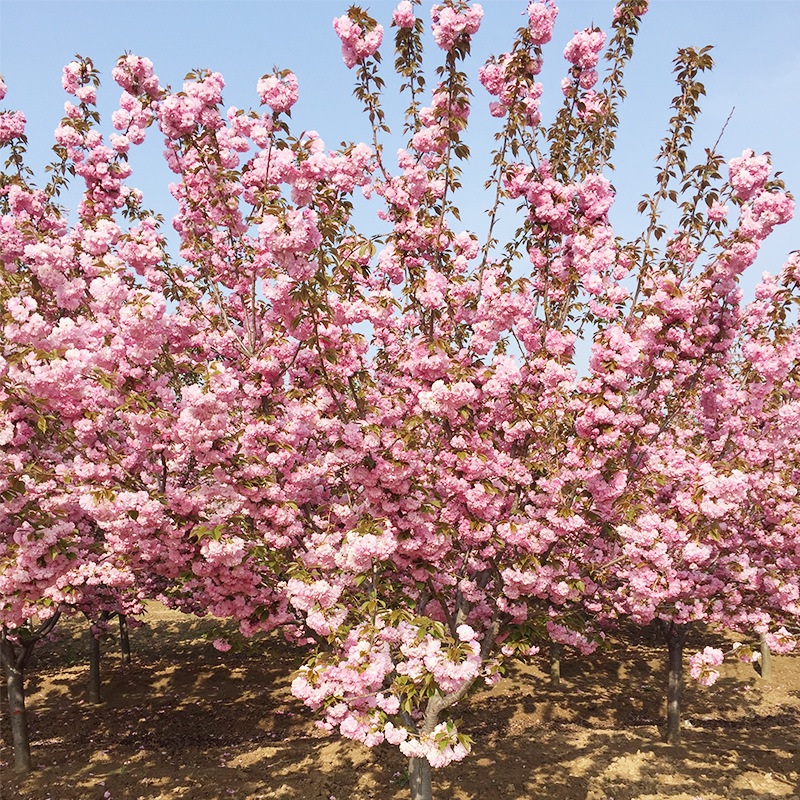 关山樱花 高杆关山樱花 高分枝高干关山樱树报价 求购20公分樱花