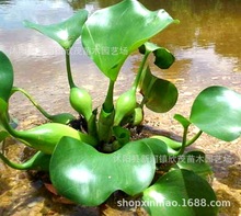 水生水养绿植 漂浮性 水葫芦 水草 迷你盆栽造景 植物 水生水培花