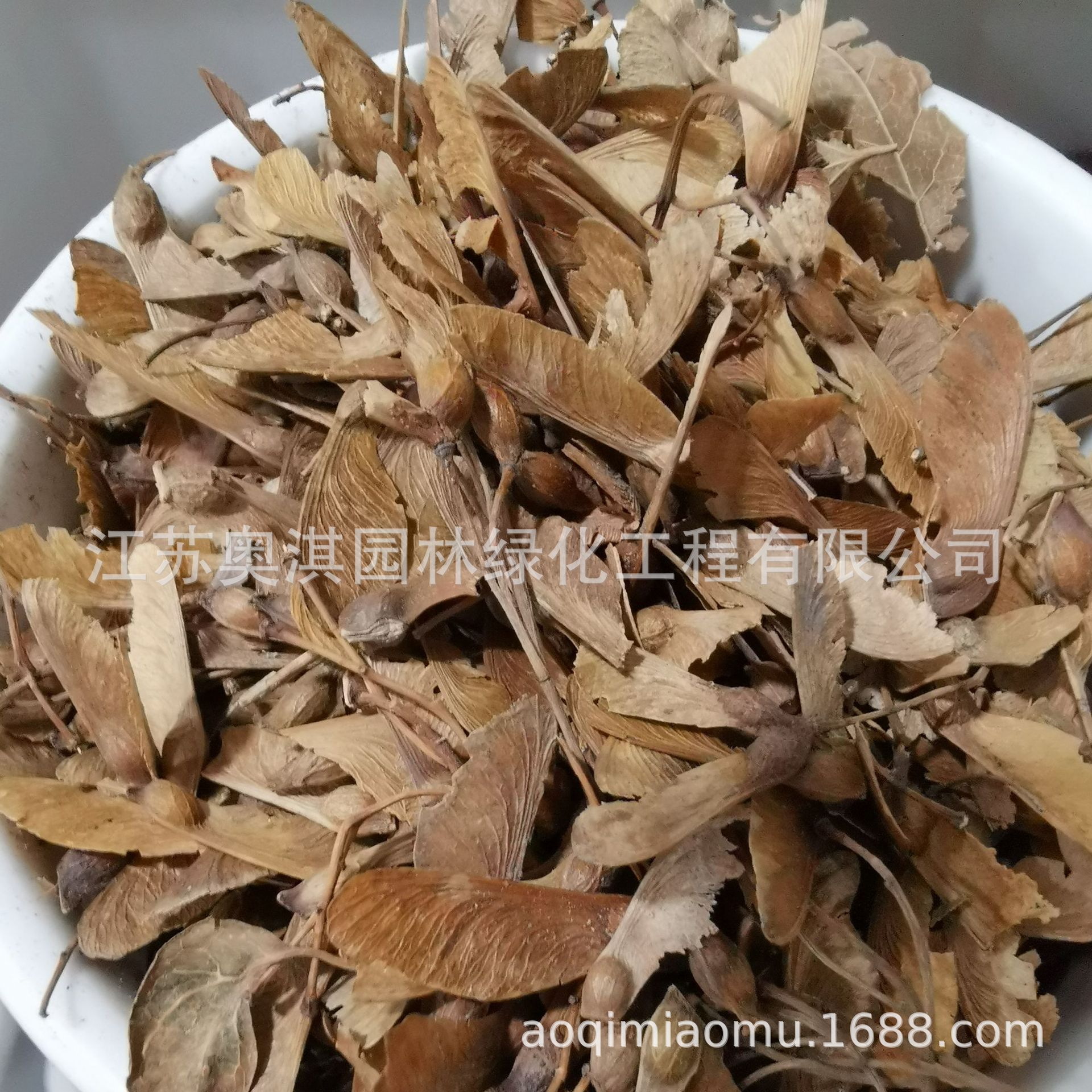 三角枫种子三角槭颗粒饱满东北槭树种子三角枫树种子货到付款