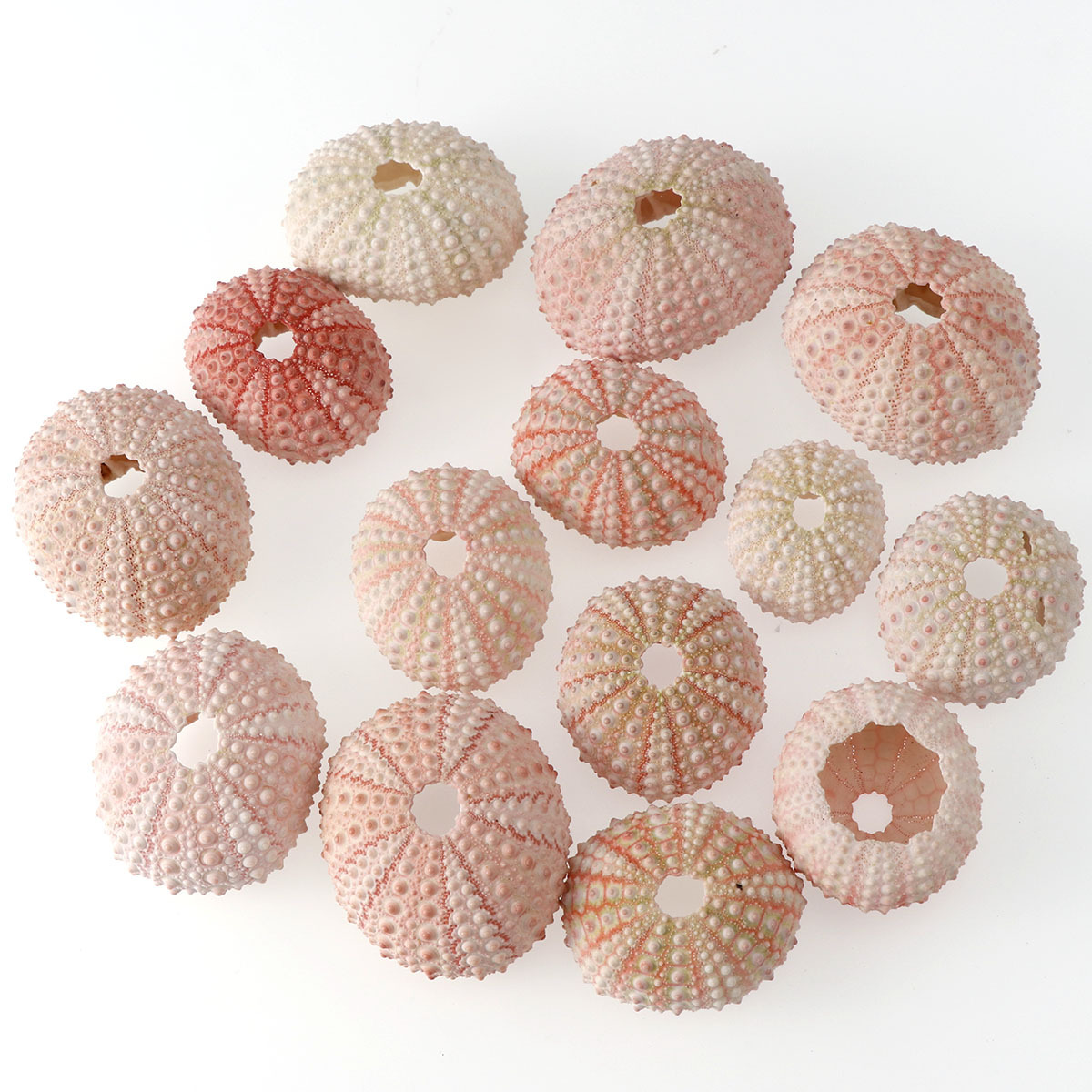 海胆壳 天然海胆 贝壳海螺搭配摆件diy手工材料 鱼缸微景观装饰物