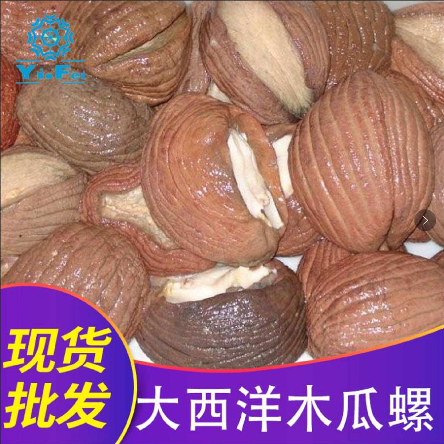一手货源西非进口熟冻野生木瓜螺大椰子螺油螺软滑香甜金鲍螺