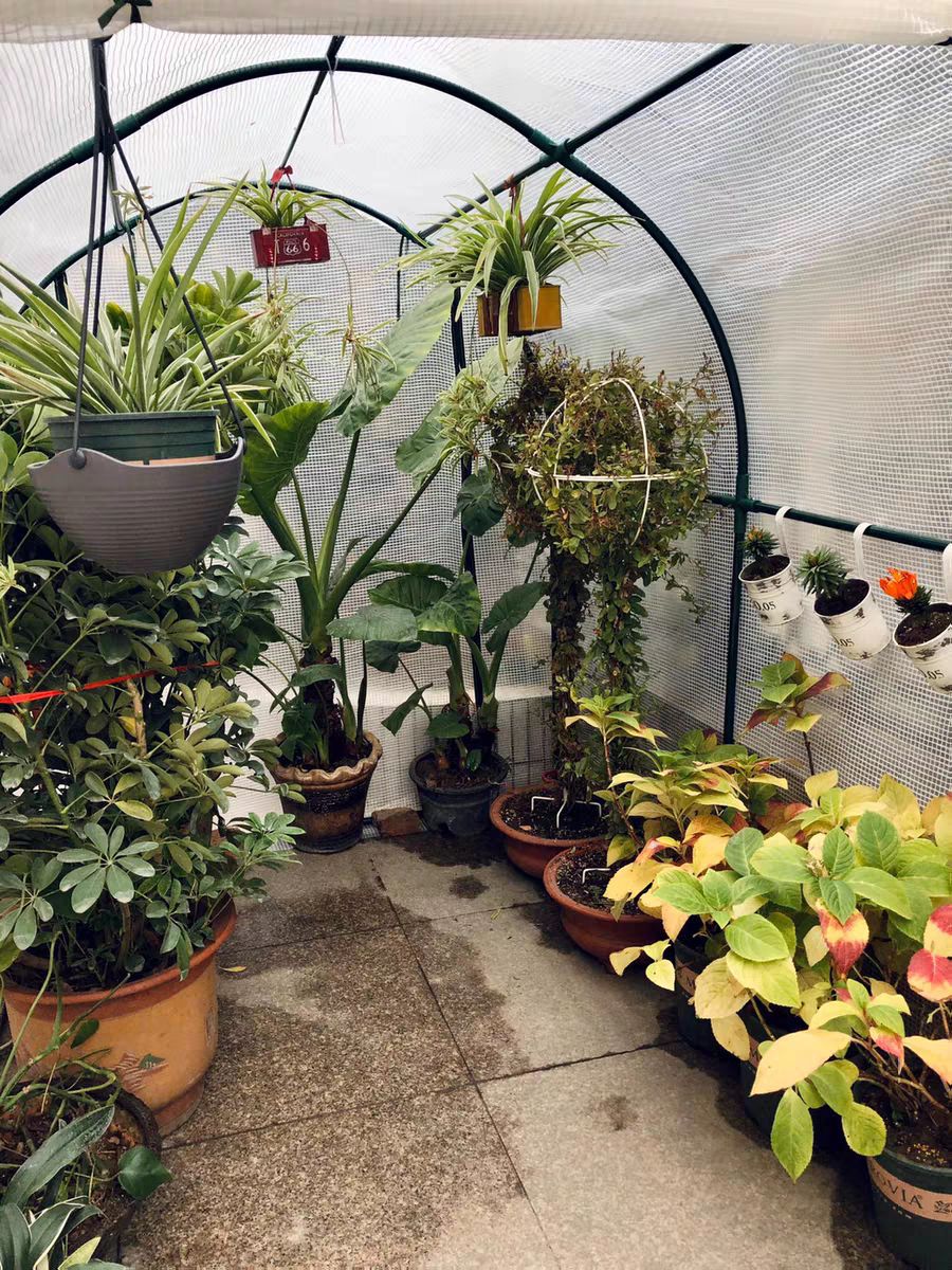 加强版花园阳台温室暖房大棚种植棚保温抗冻多肉大棚保湿保温棚