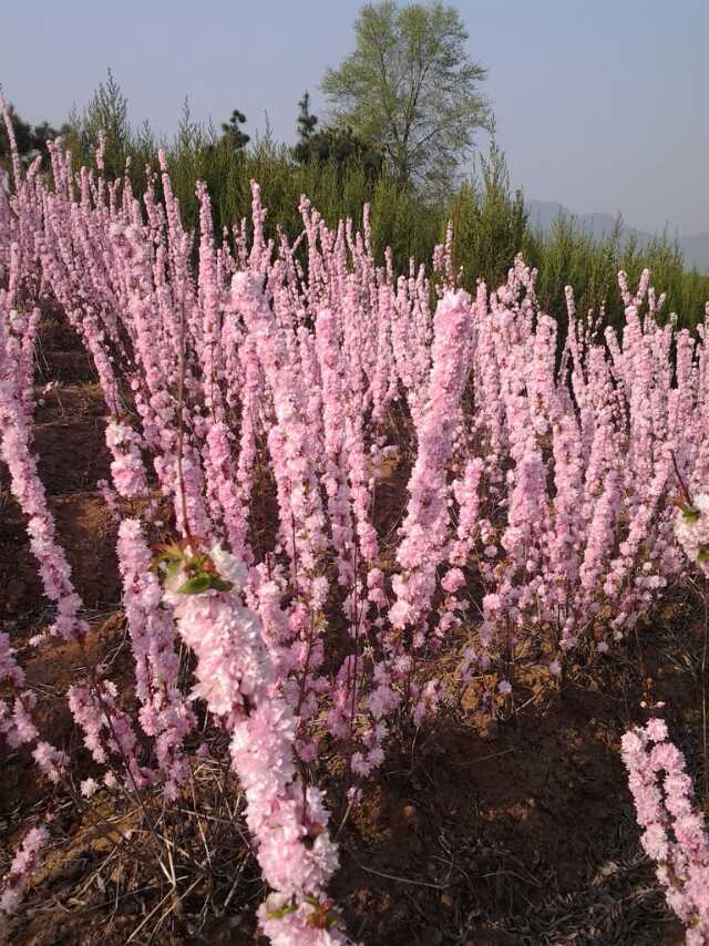 红花麦李 现苗白花麦李 东北灌丛花灌木 园林绿篱苗 扦插小苗优惠