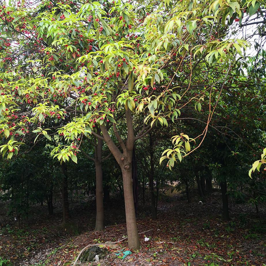 树木莽草红茴香乔木盆景庭院盆栽药材树园林绿化常青树工程苗木