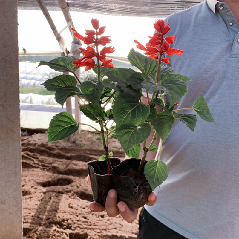 广西一串红草花批发 盆栽草花基地直供 一串红大杯苗 红花一串红