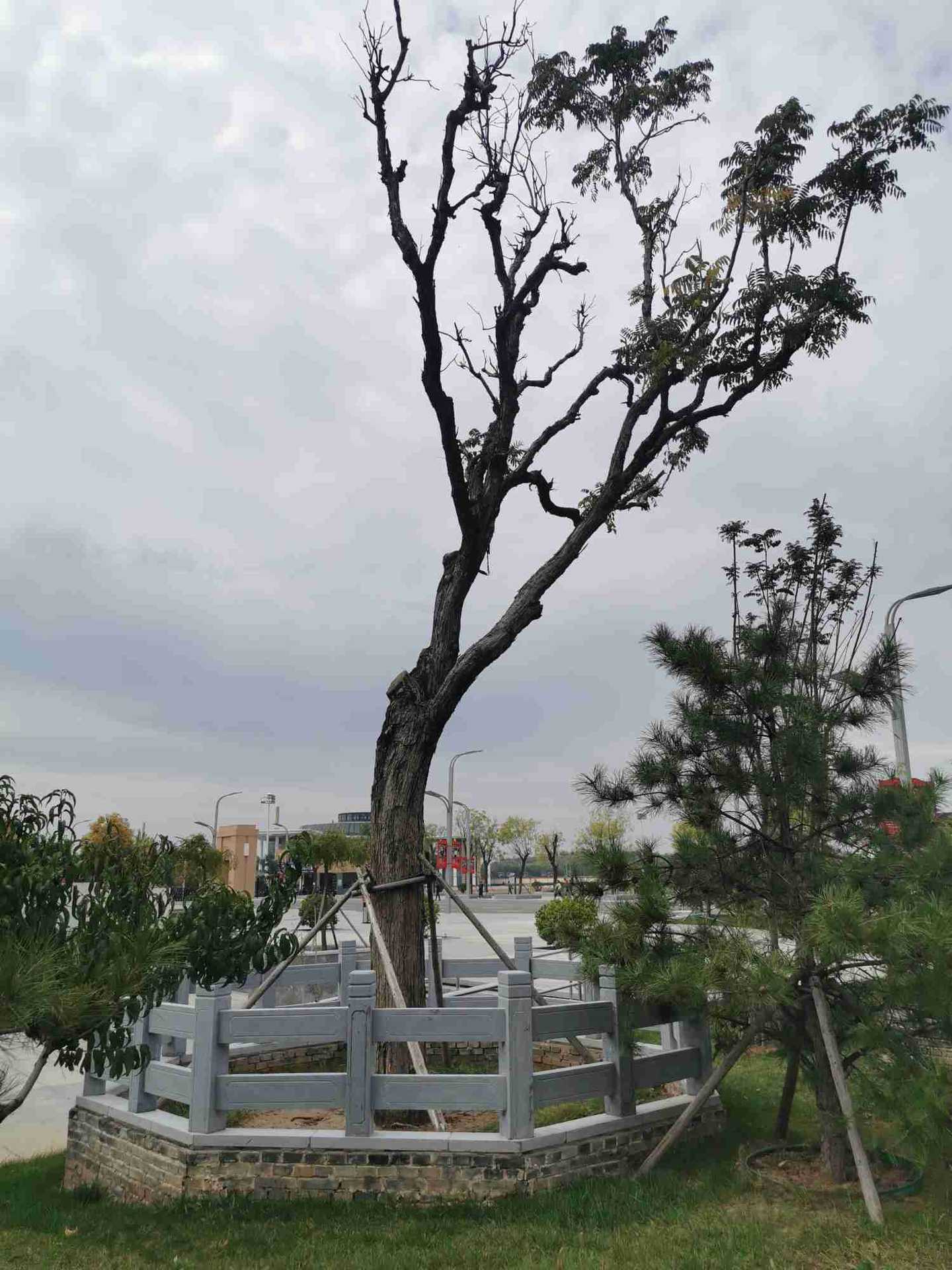 古树保护围栏 青石栏杆 树池护栏定制加工各种规格材质的石雕树栏