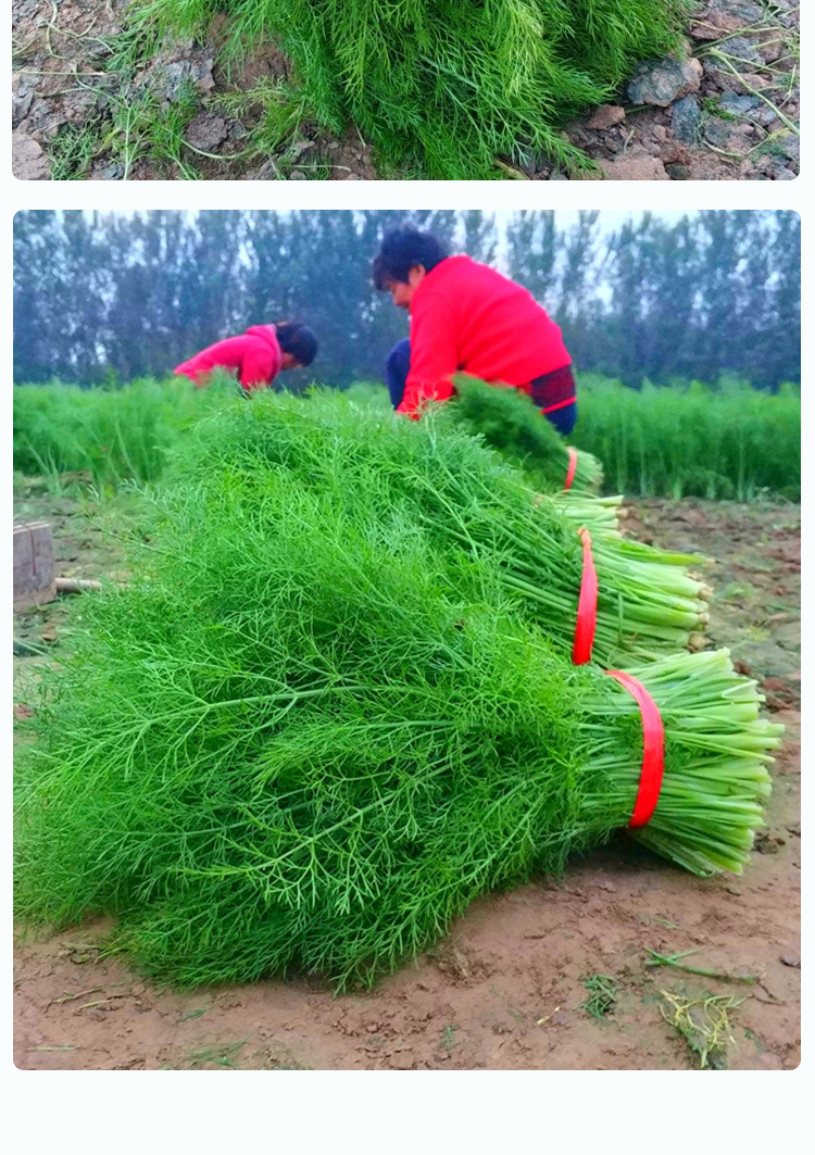 茴香籽产地/厂家菜菜芽成活率98(%)含水量≤7(%)发芽率≥85(%)净度98