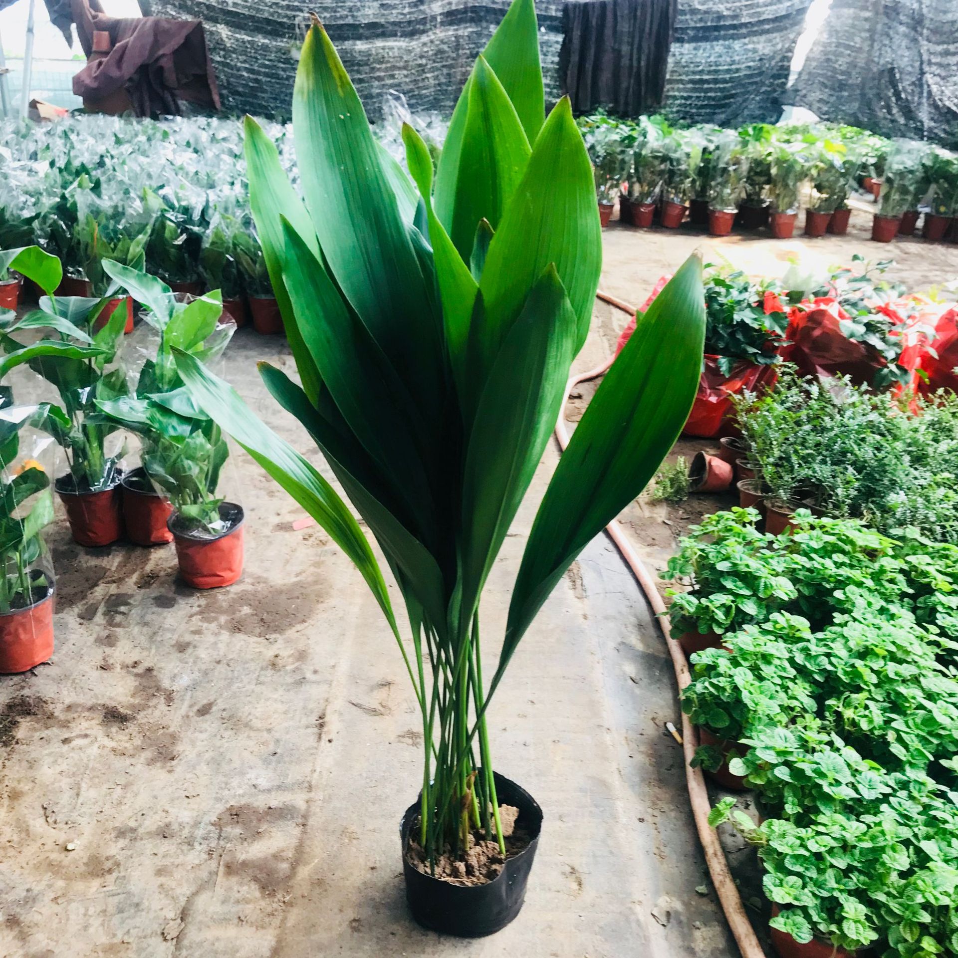 大棚直销多肉盆栽 室内绿植花卉一叶兰 四季常青耐寒耐旱客厅绿植