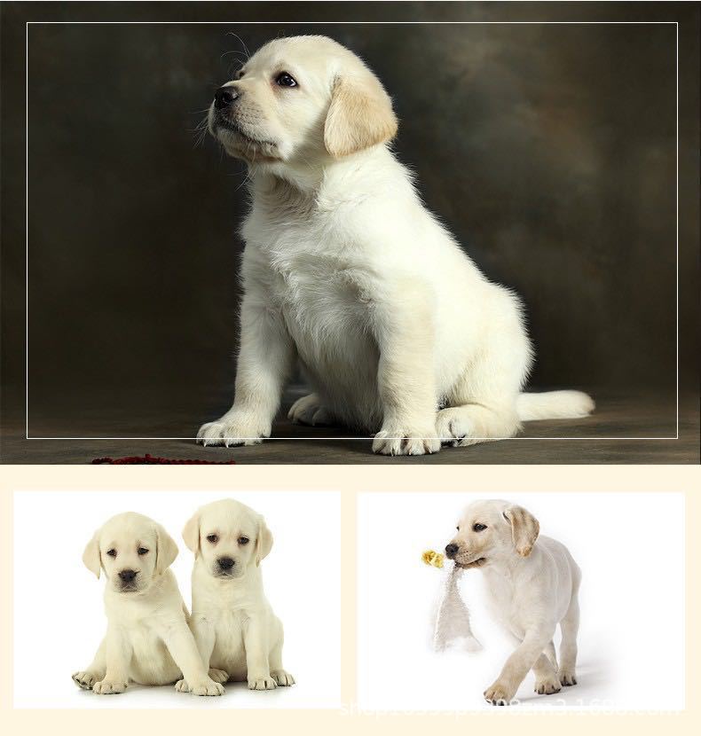 出售纯种双血统拉布拉多犬活体幼犬宠物狗宠物犬拉布拉多幼崽小狗