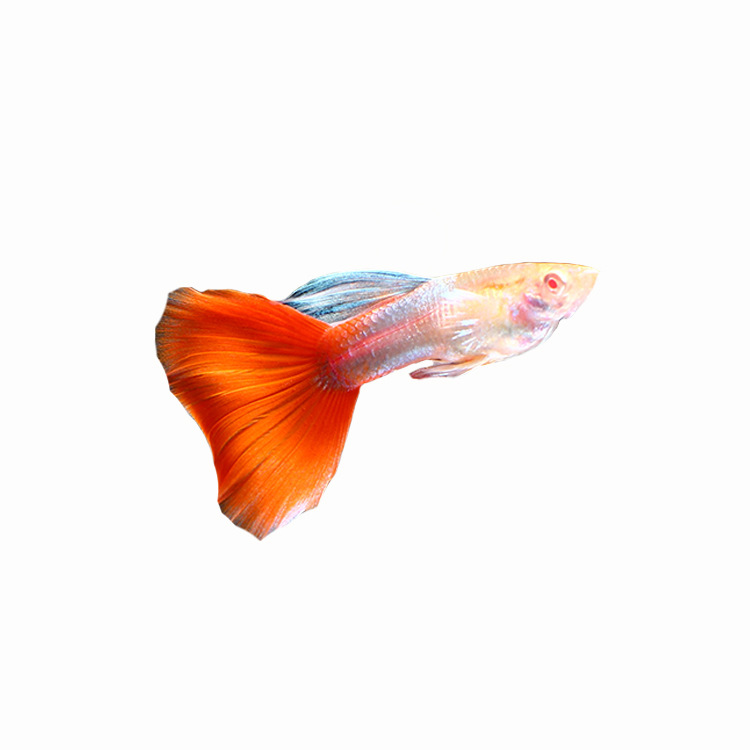 水族孔雀鱼活体珊瑚红尾礼服热带观赏淡水鱼草缸群游小型凤尾批发