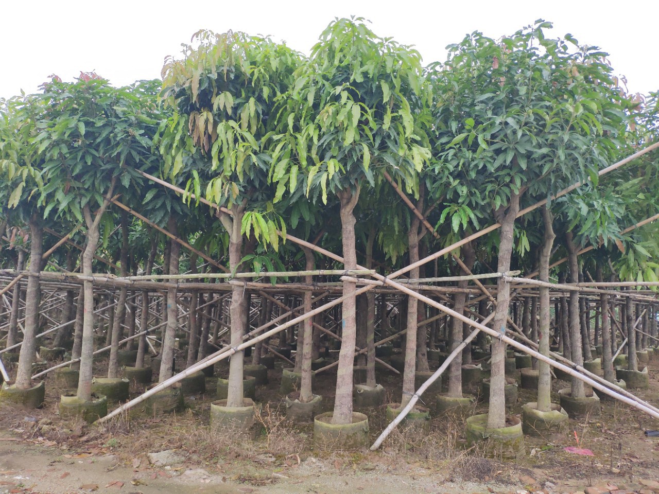 203供应 园林绿化 芒果树 10-15cm 袋苗 工程行道树 绿化芒容器苗