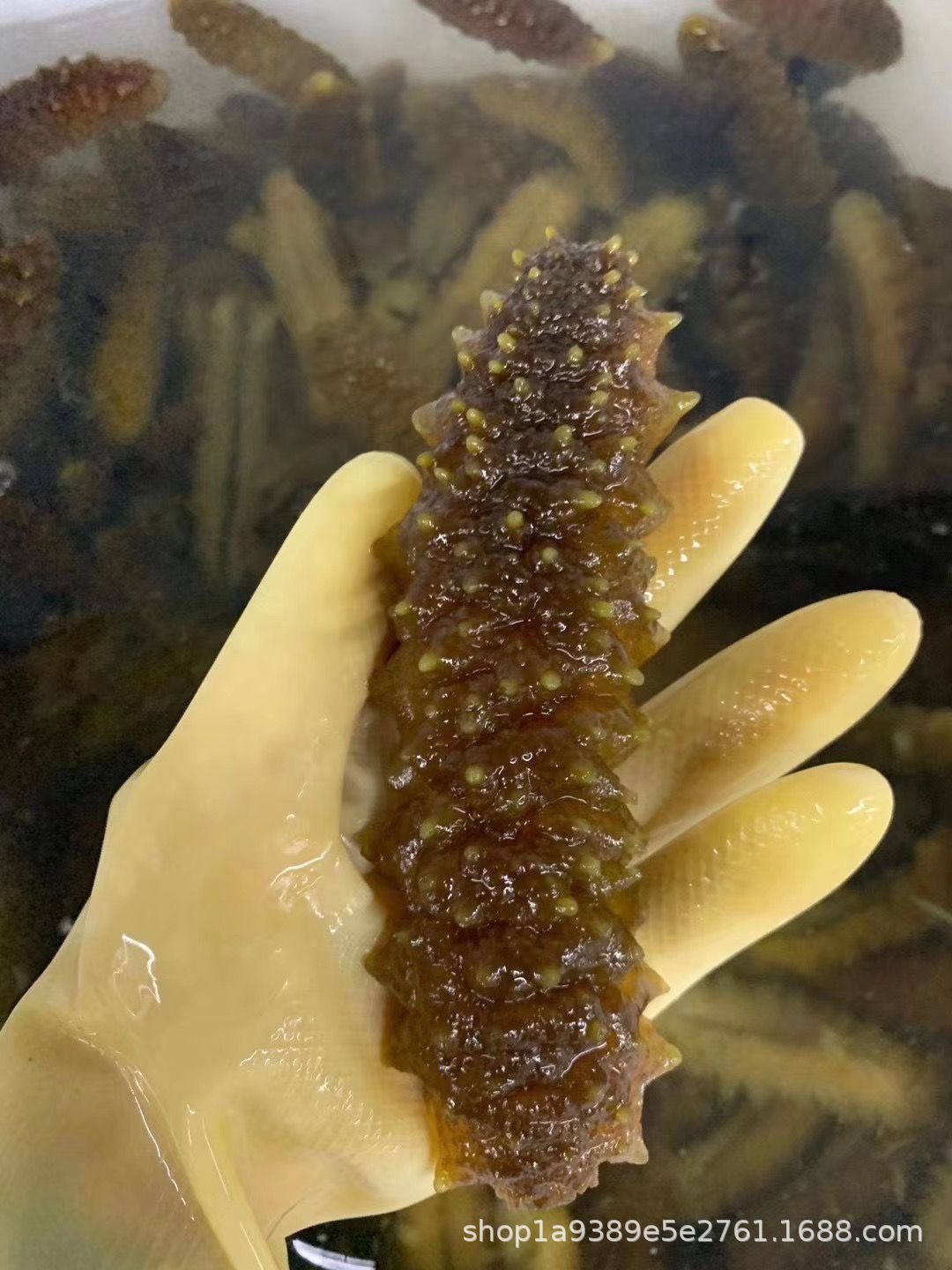 龙纹参 螺纹参黑刺参深海淡干海参干货产地直销9-10倍泡量15-60头