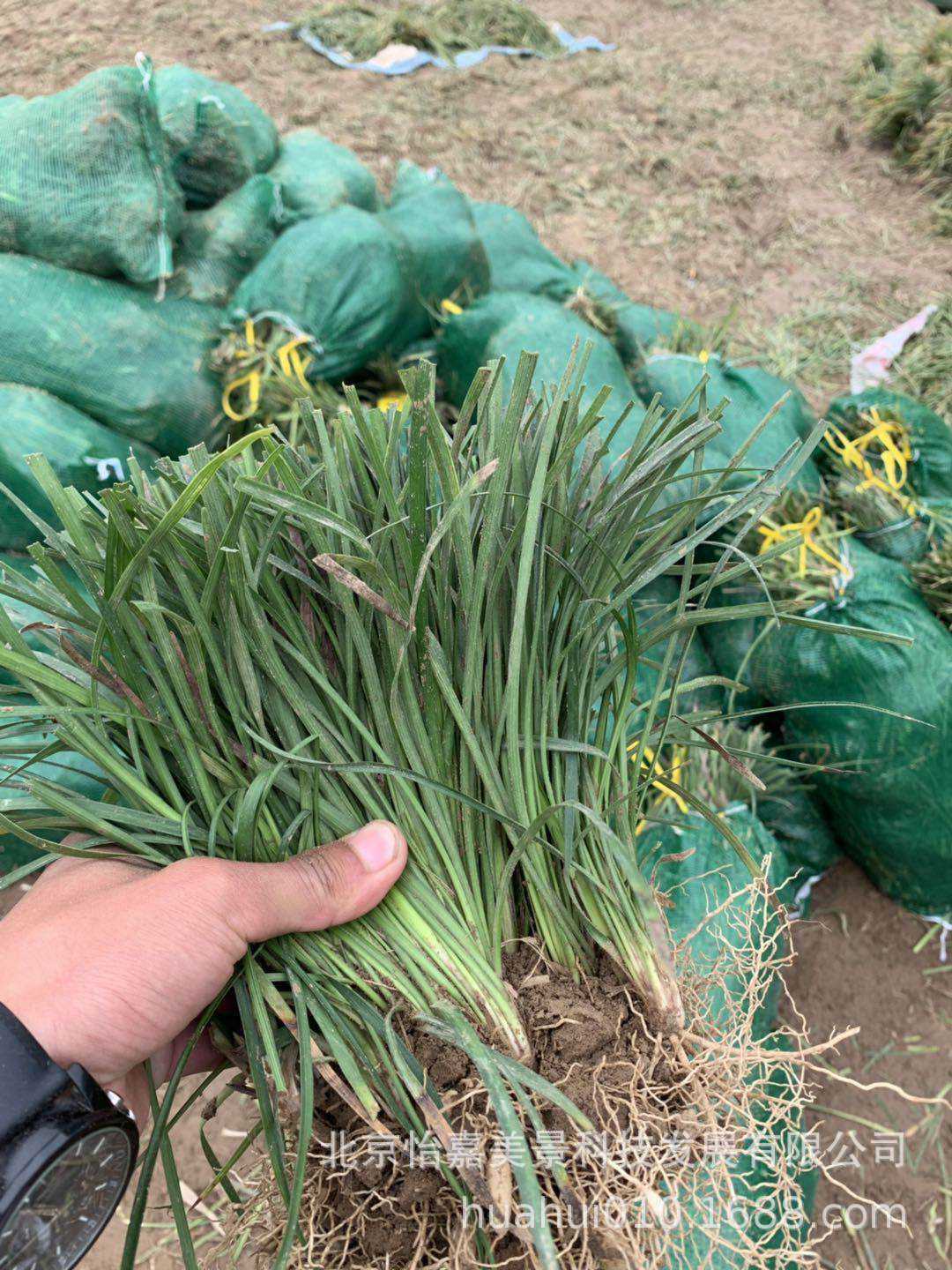 北京丹麦草基地主营丹麦草丹麦草丹麦草厂家北京丹麦草基地草坪