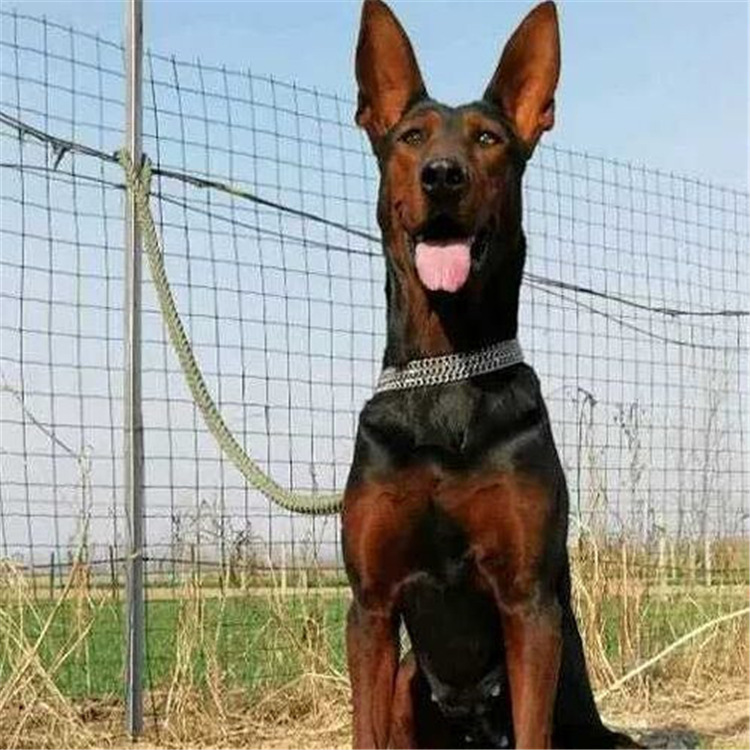 莱州红幼犬莱州红犬活体苏联红犬活体幼犬红狼犬狼狗看家护院红犬