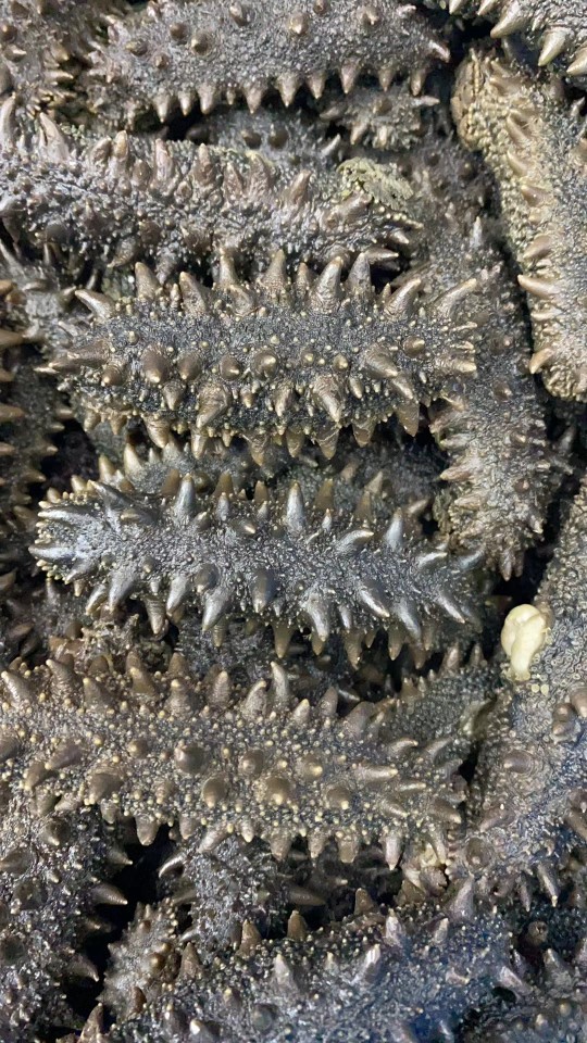 北海道拉缸盐大火关东参密刺六排刺红参盐渍半干海参酒店用海参