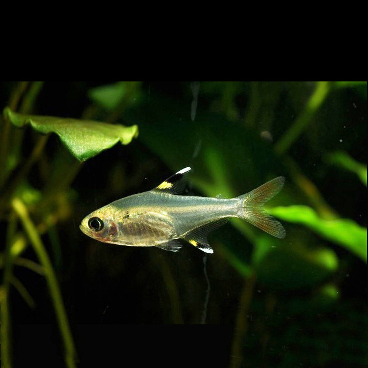 水族观赏鱼活体淡水灯科鱼玻璃旗鱼草缸群游鱼热带小型鱼特卖批发