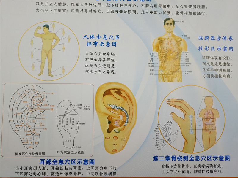 批发小尺寸人体经络刮痧挂图 刮痧图 彩色正反面刮痧穴位图可定制