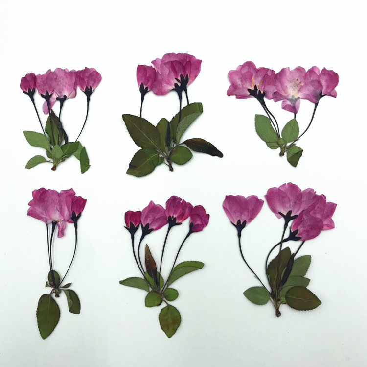 樱花枝 押花标本 樱花侧枝 花朵花枝樱花枝叶真花押花干花diy花材