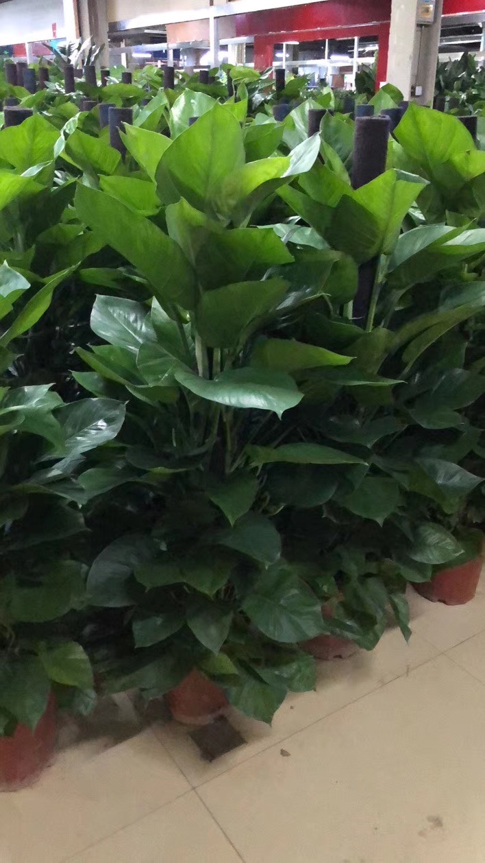 北京直销盆景盆栽租赁室内大型植物租摆绿植租赁绿植盆栽基地绿萝