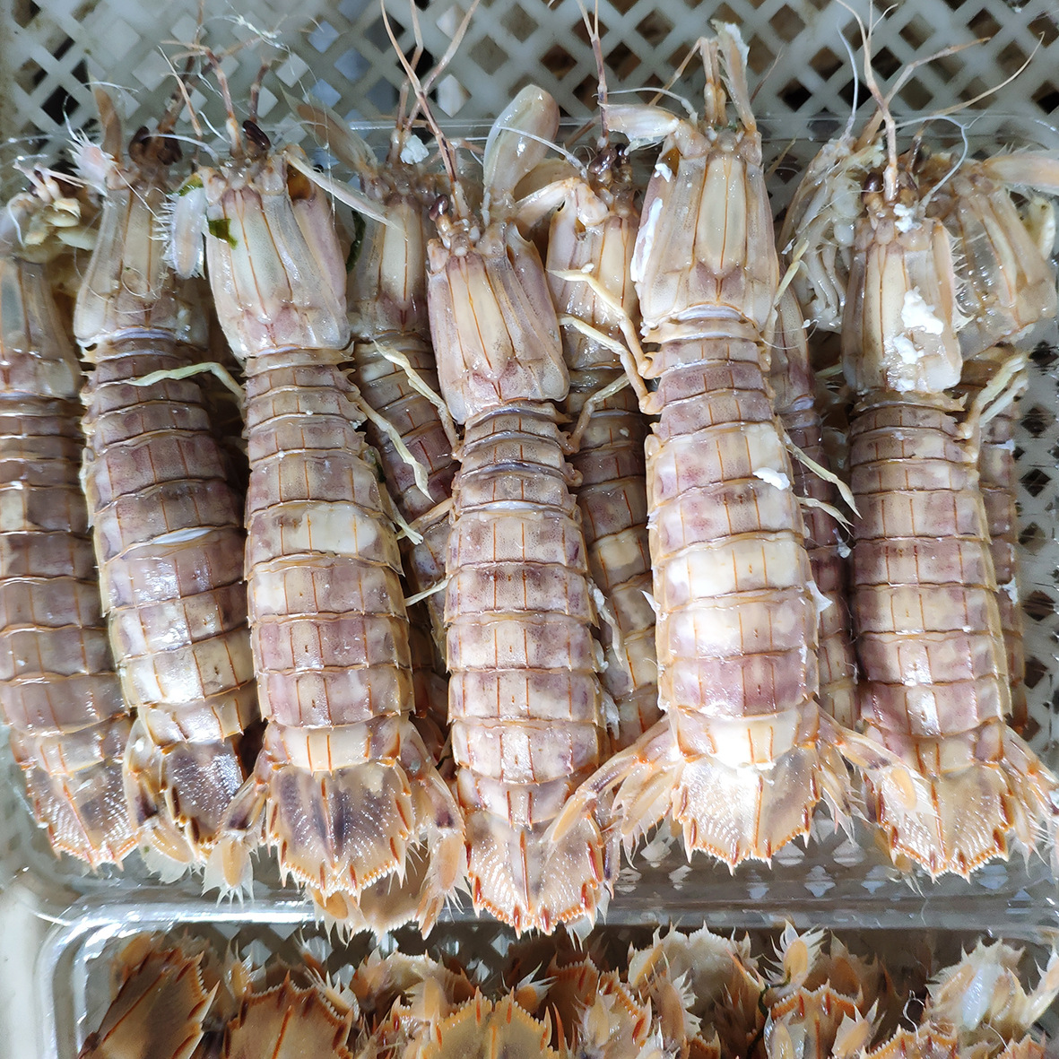 供应水产批发 冰鲜白灼虾姑 半熟皮皮虾 连云港海鲜