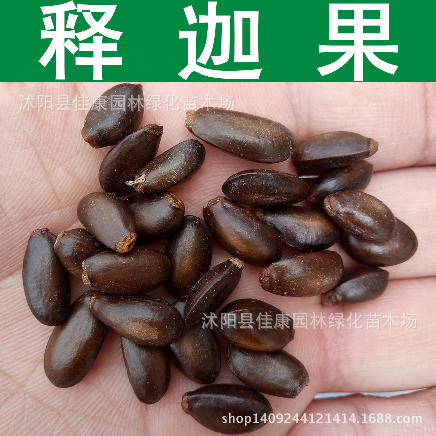 释迦果种子 佛头果 番荔枝种子 赖球果 释迦种子 1件=1斤-阿里巴巴