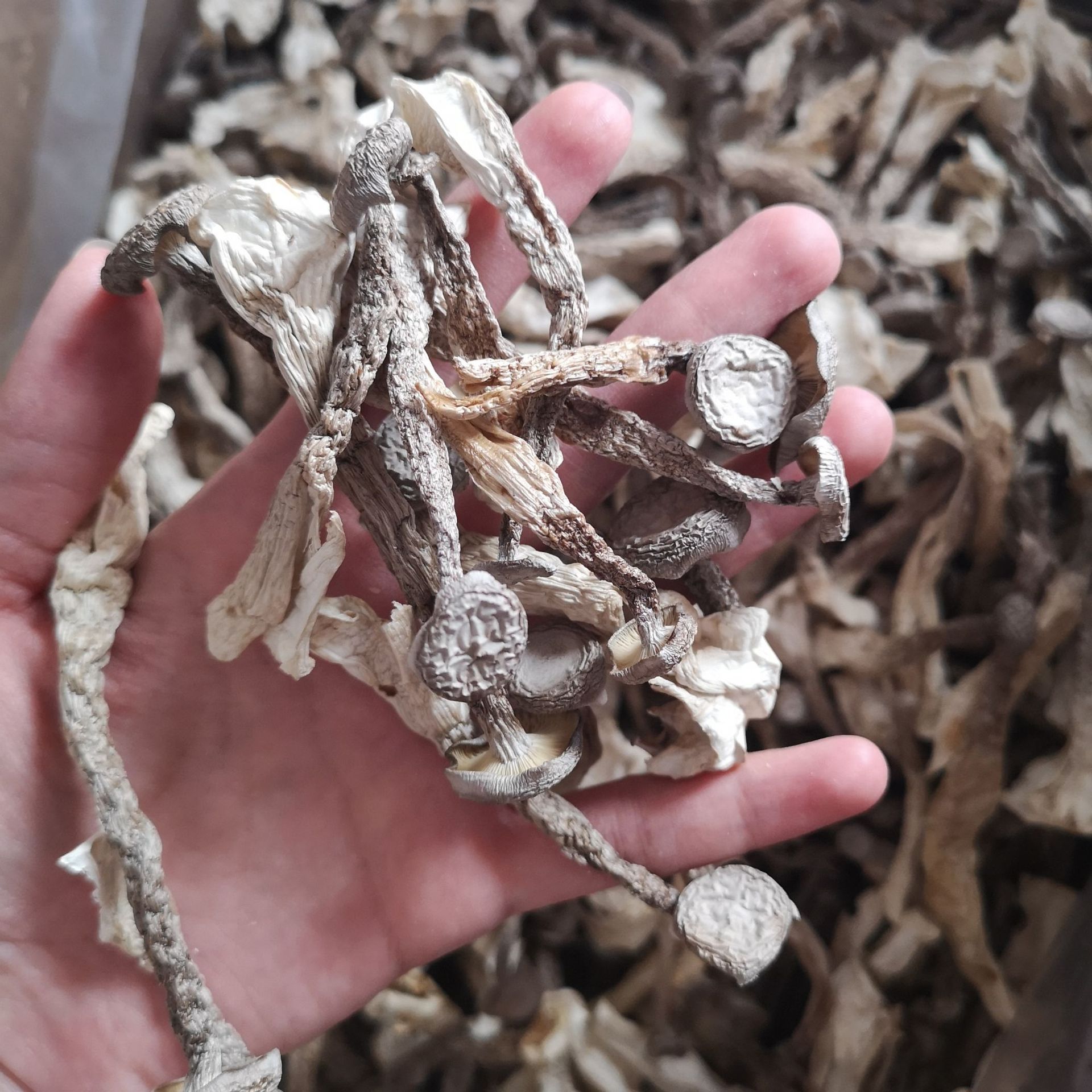 包邮鹿茸菇干货500g无根鹿茸菌菌菇食用菌蘑菇香菇云南特产