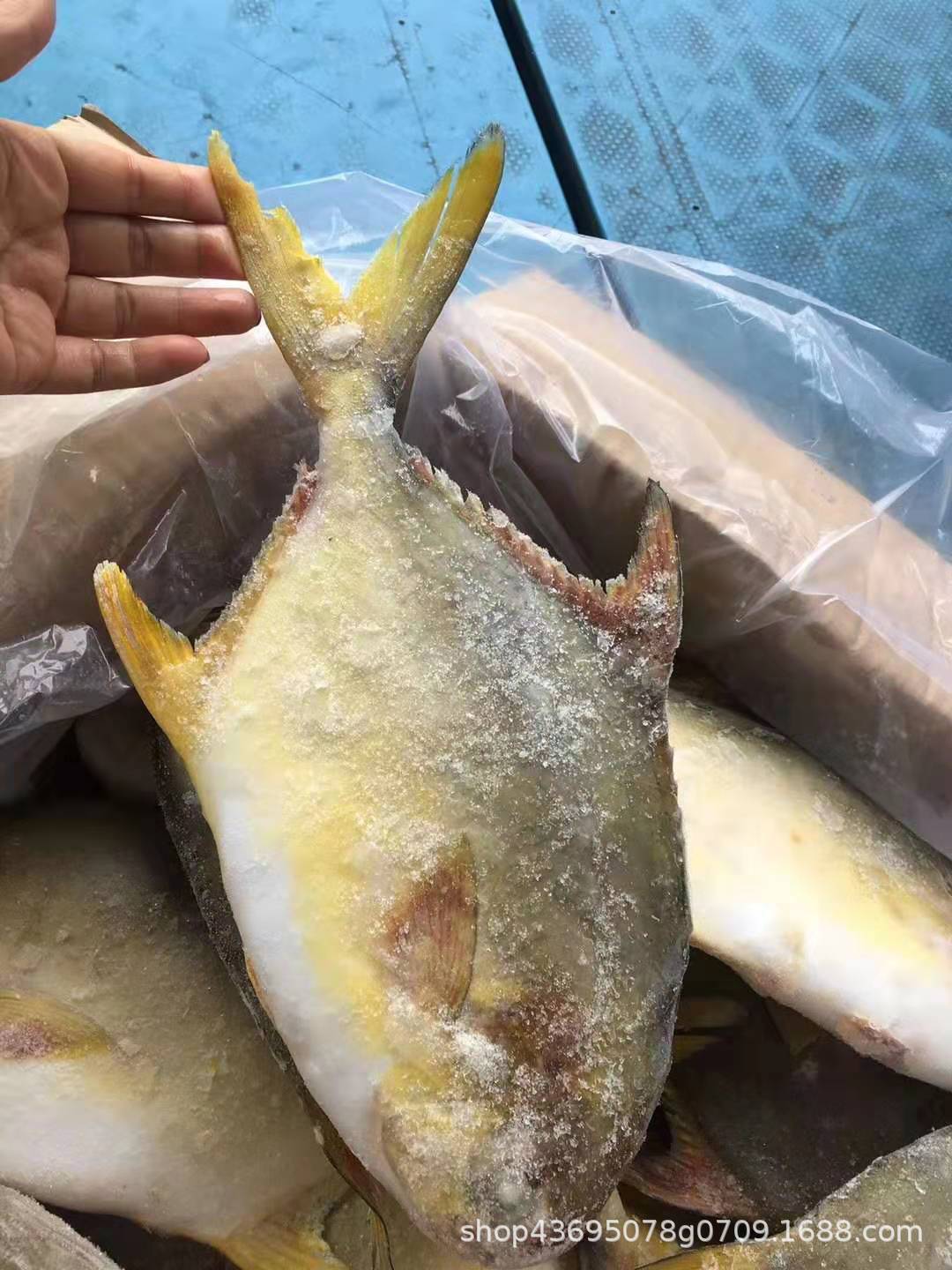 金鲳鱼急冻金仓鱼白仓新鲜海鱼水产冷冻海鲜500g野生冻鱼20斤/件