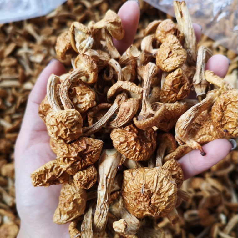 古田干货食用菌滑子菇 农产品干滑子菇散朵条状干净厂家货源直发