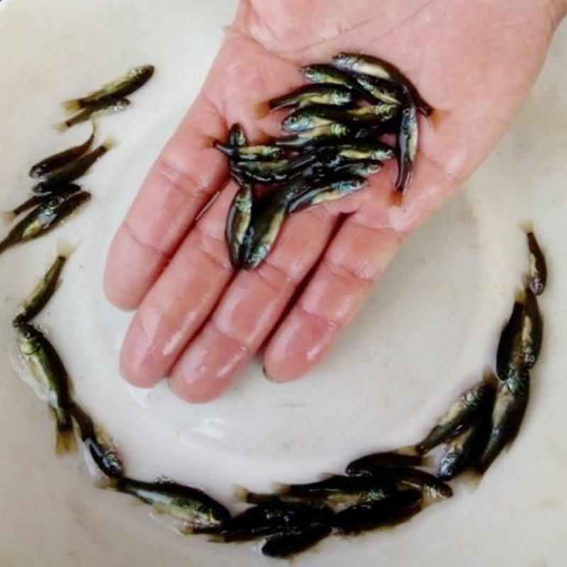 现货,淡水鳜鱼苗水产养殖空运包活到家淡水桂花鱼苗活体