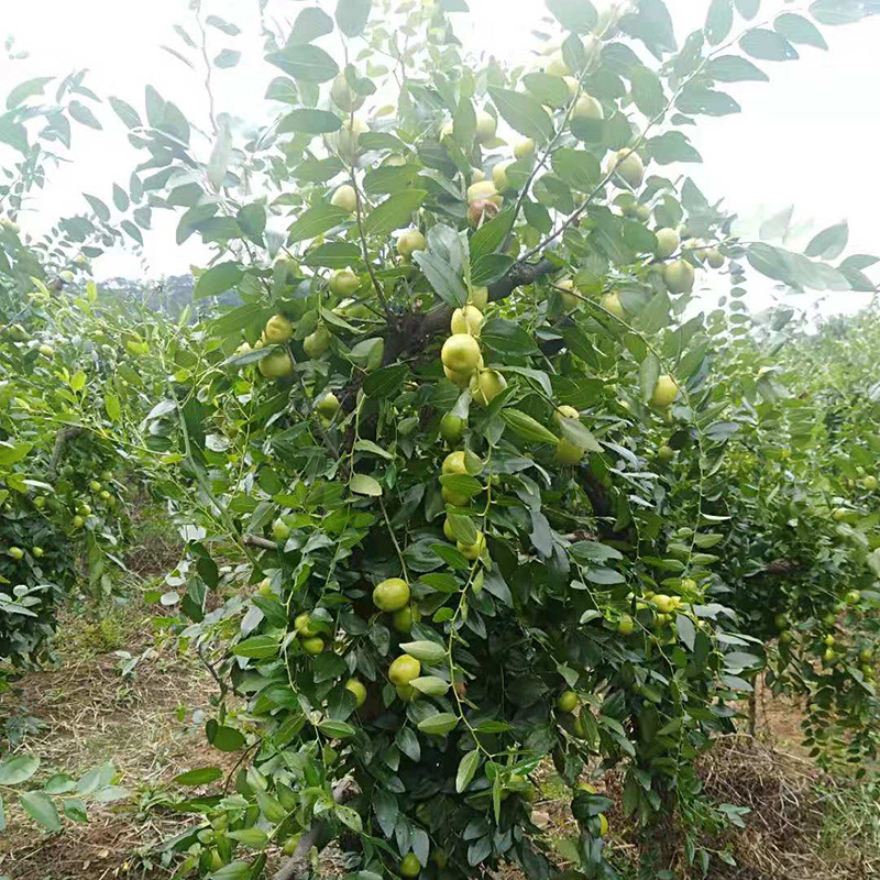 基地批发大红枣树苗 和田玉枣葫芦枣苗 南北方种植树苗金丝4号枣