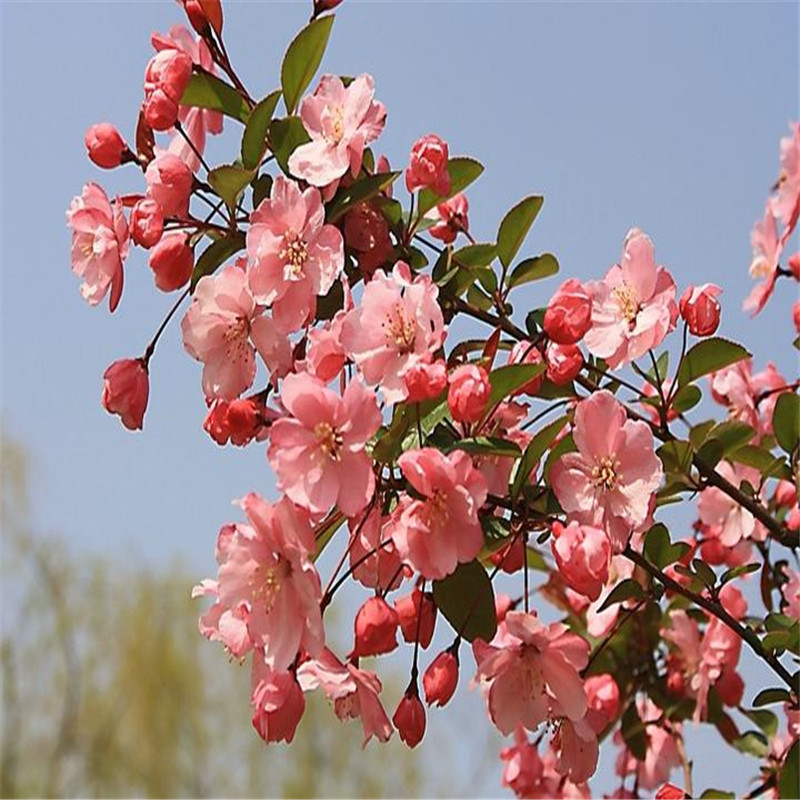 西府海棠垂丝海棠北美海棠花盆栽地栽庭院种植四季名贵海棠花树苗