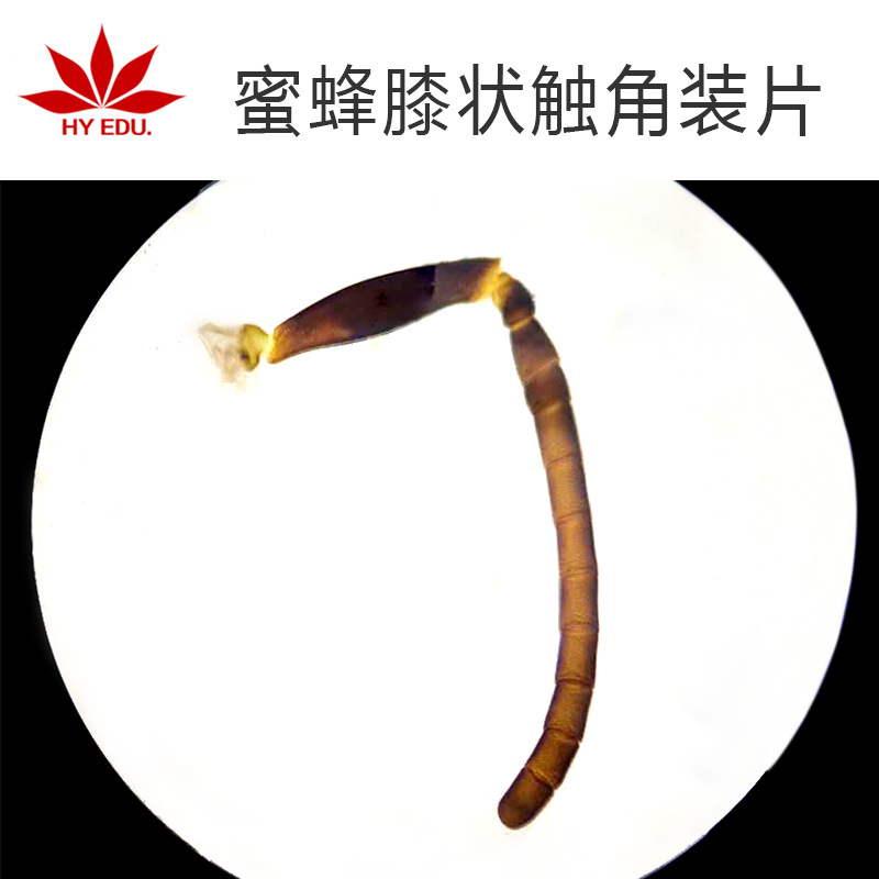 生物切片蜜蜂膝状触角装片单片动植物昆虫类切片标本