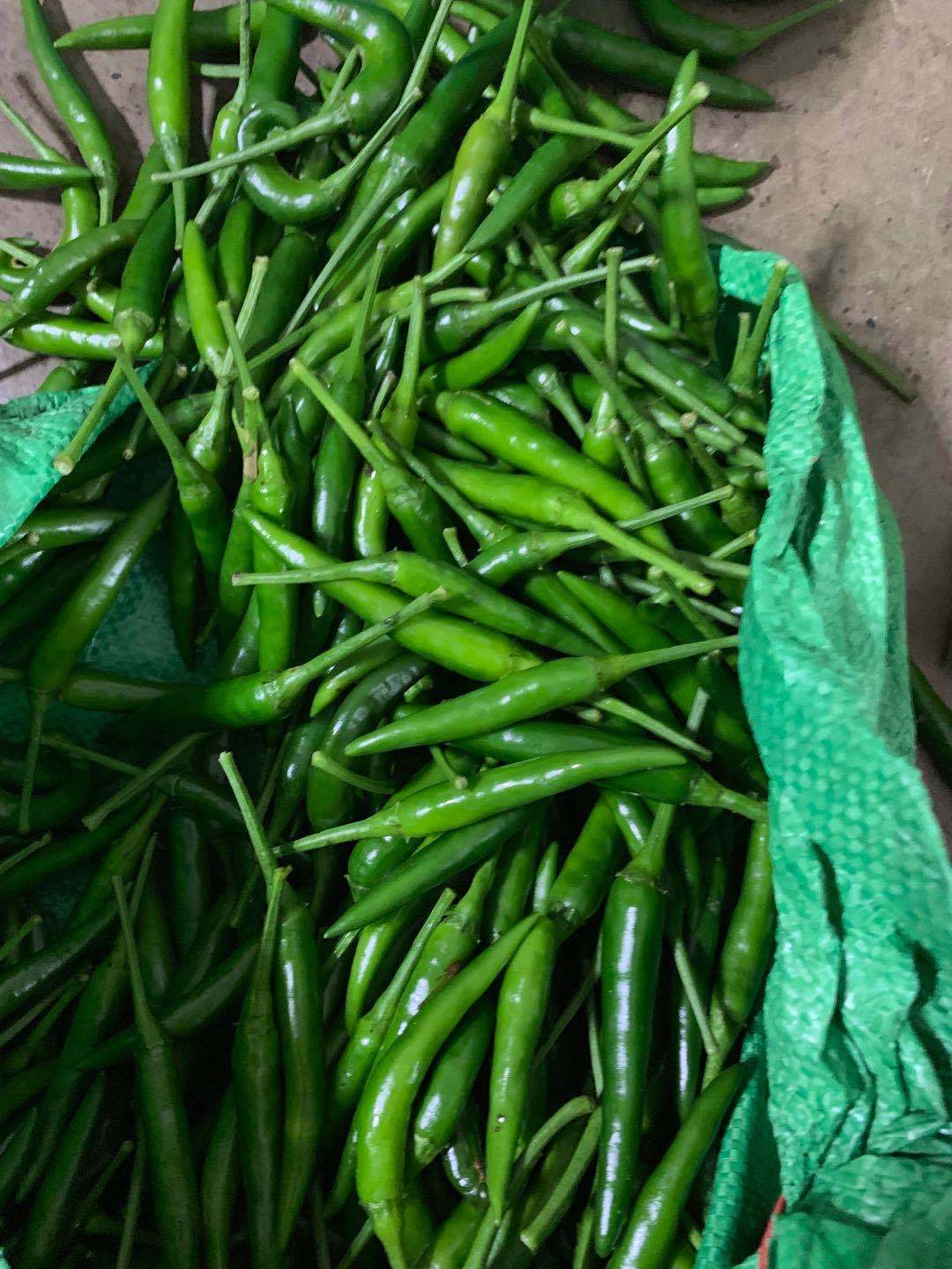 10斤起发 青辣椒新鲜青小米椒特辣现摘小尖椒蔬菜朝天椒够辣够味