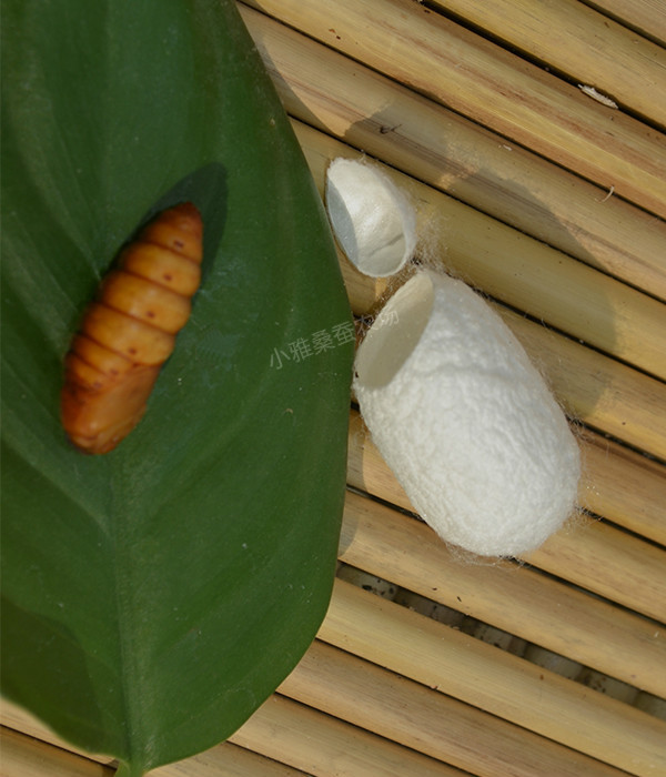 蚕茧壳 蚕茧球 桑蚕茶 削口茧 美肤茧 吊牌蚕茧 美容蚕 农场直发