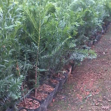 重庆红豆杉苗木批发采购价格南方红豆杉植物曼地亚红豆杉盆栽植物