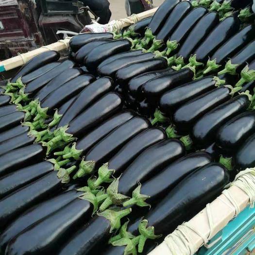 荷兰791f1 进口绿柄长茄子种子白肉长茄籽黑又亮绿把长茄种籽种苗