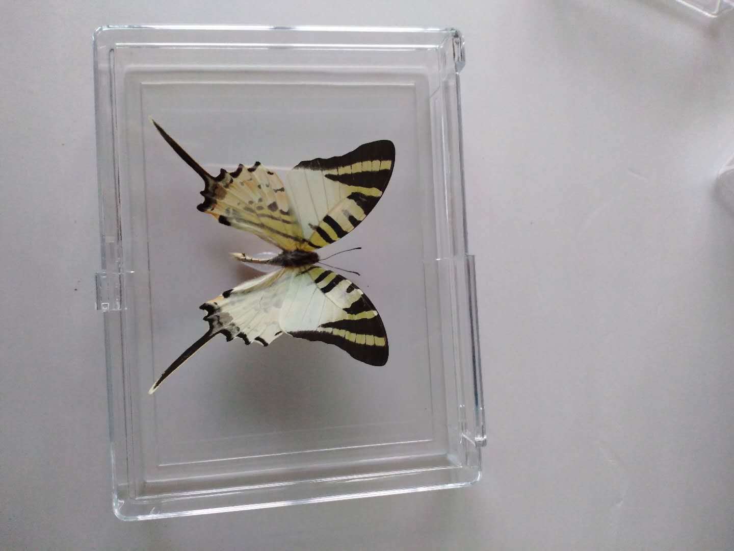 真蝴蝶标本盒教学科普活蝴蝶放飞昆虫相框订创意生日礼物装饰摆件