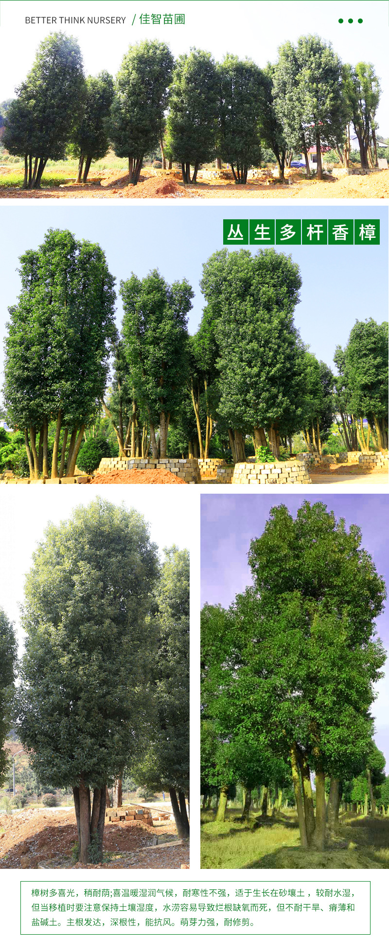 基地3-40公分胸径绿化苗香樟树绿色系截杆返生树常绿丛生多头香樟