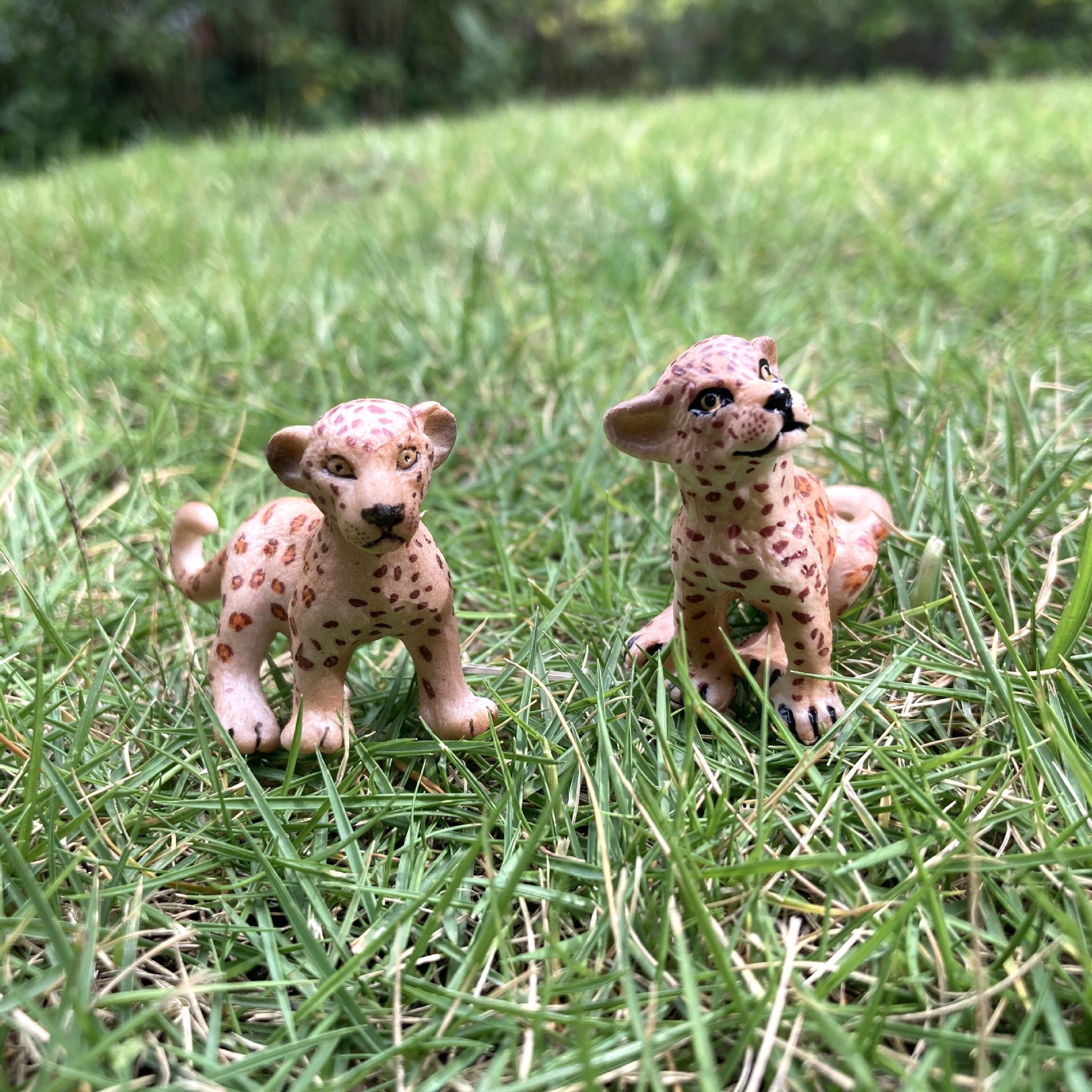 跨境仿真野生猫科动物模型猎豹金钱豹美洲豹模型套装实心玩具摆件