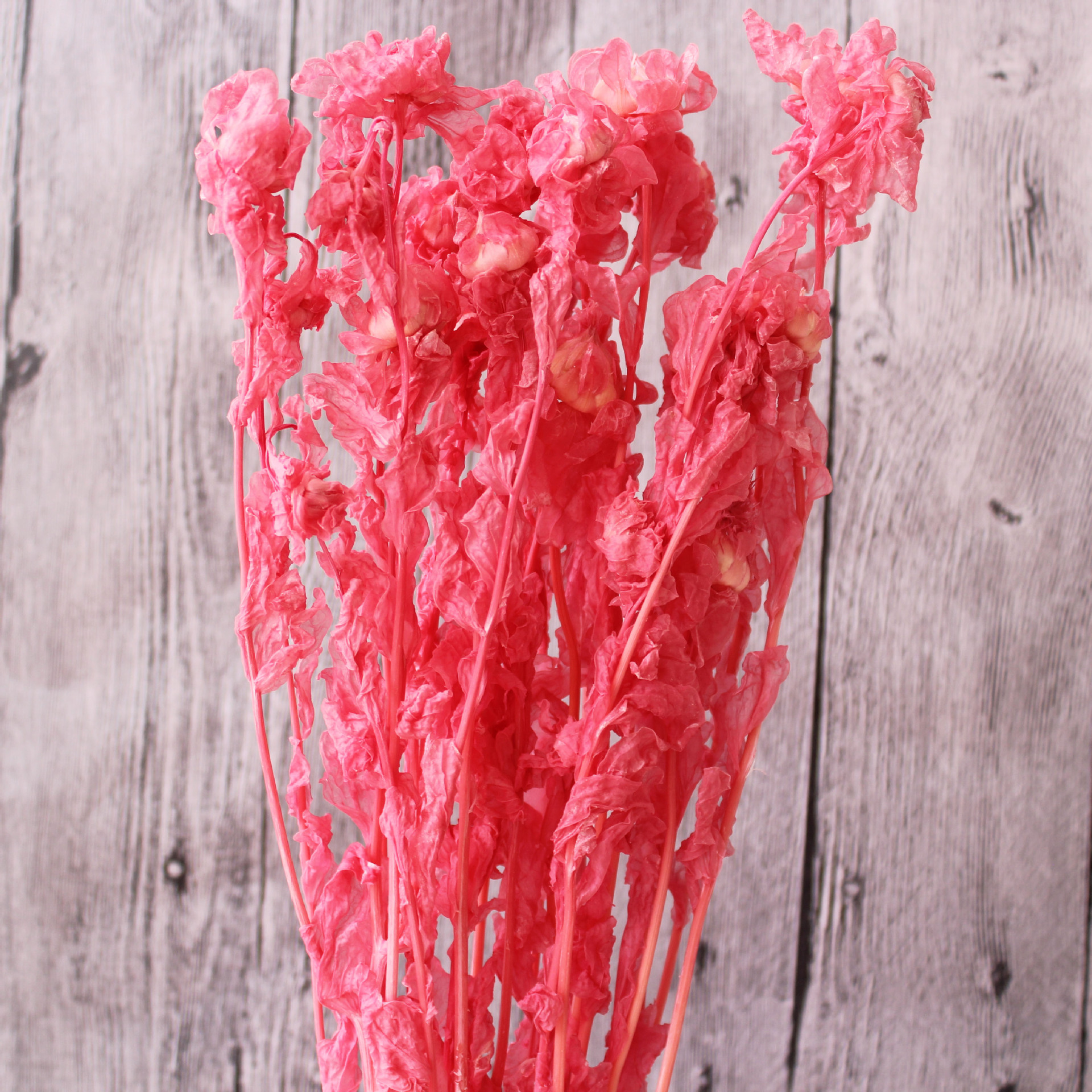 橙菠萝永生花藏红花长久保鲜diy材料云南花材基地直销