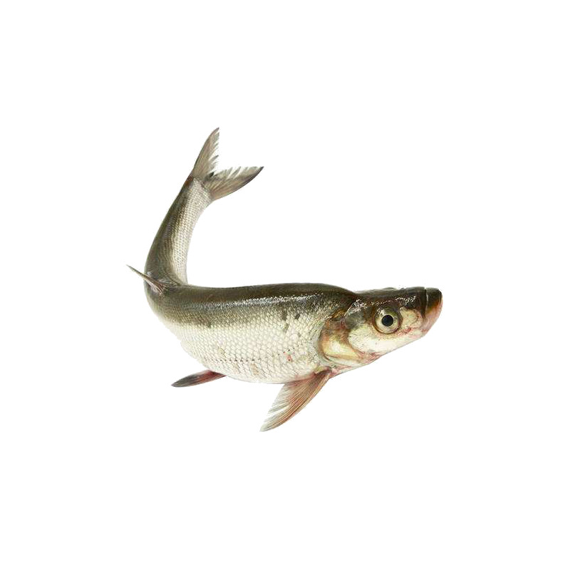 大量批发 白鱼淡水新鲜白鱼 优良白丝鱼 大白刁翘嘴鱼 翘嘴红鲌