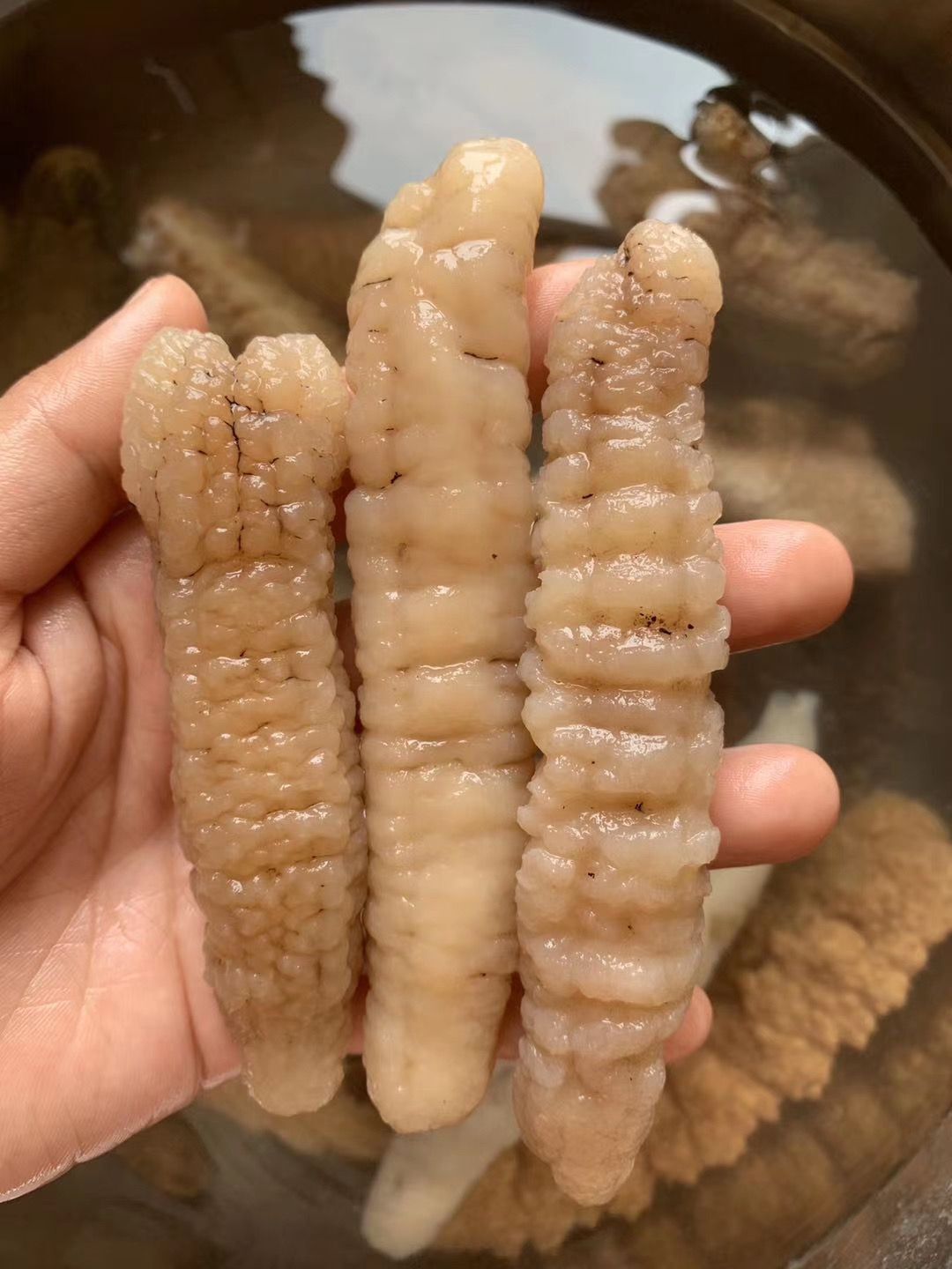 沙秃参深海黄金秃参批发白玉参 淡干海参干货海味特产500g免刷皮