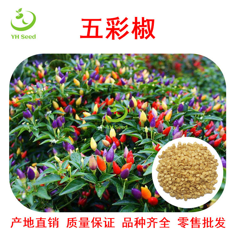 批发零售五彩椒盆栽阳台四季易活朝天椒种子