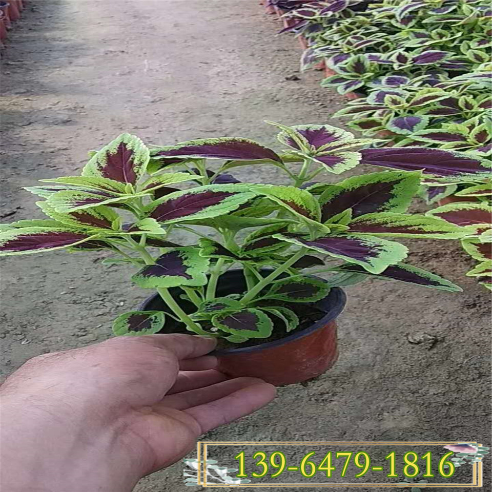 彩叶草种植基地彩叶草幼苗批彩叶草火焰纹